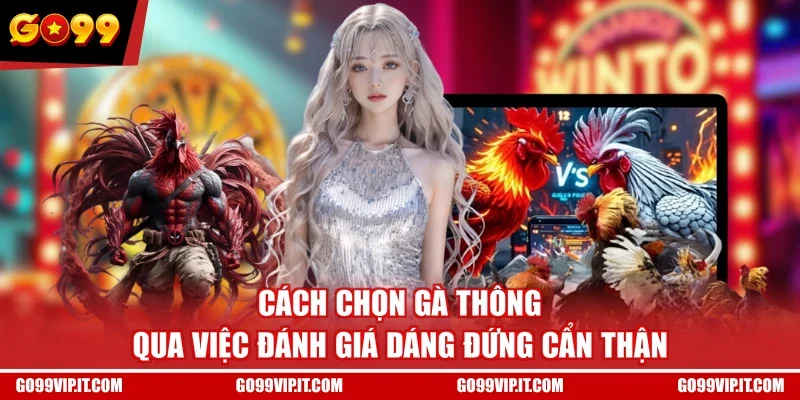4 Cách Chọn Gà Đánh Đâu Thắng Đó Nhất Định Phải Biết